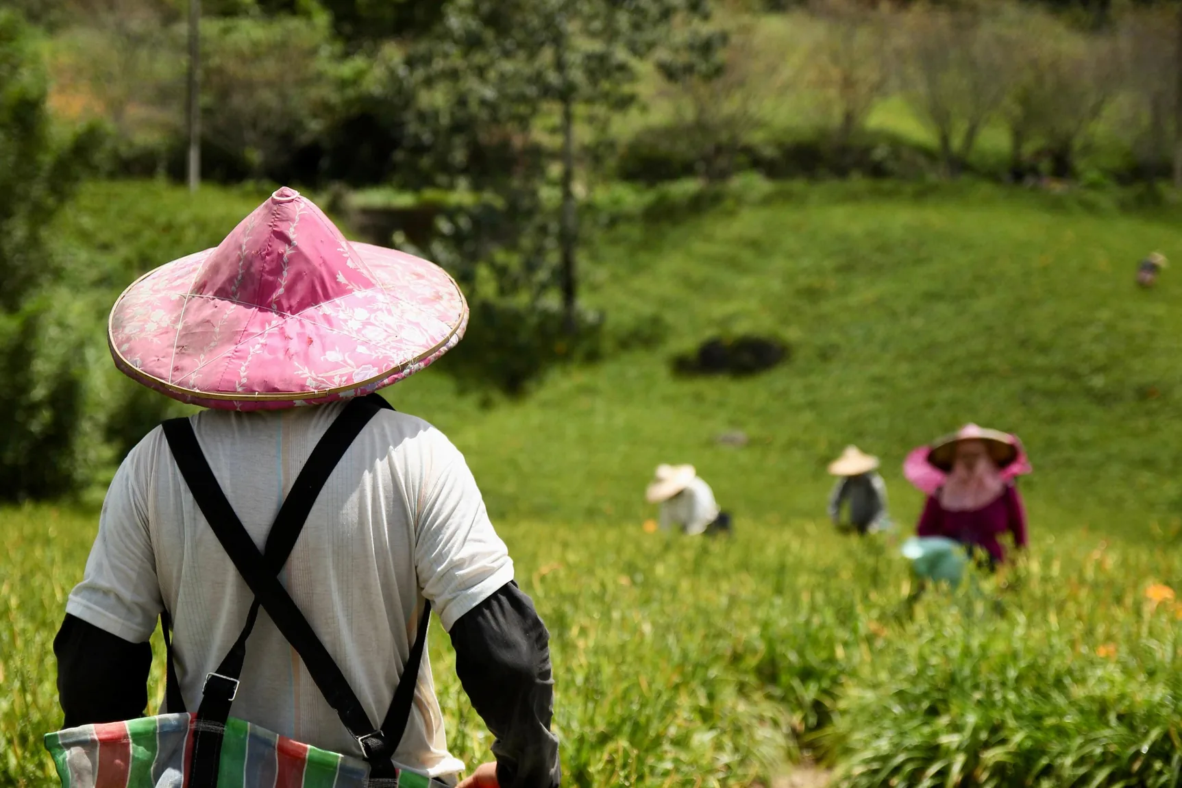 Indonesian agricultural community