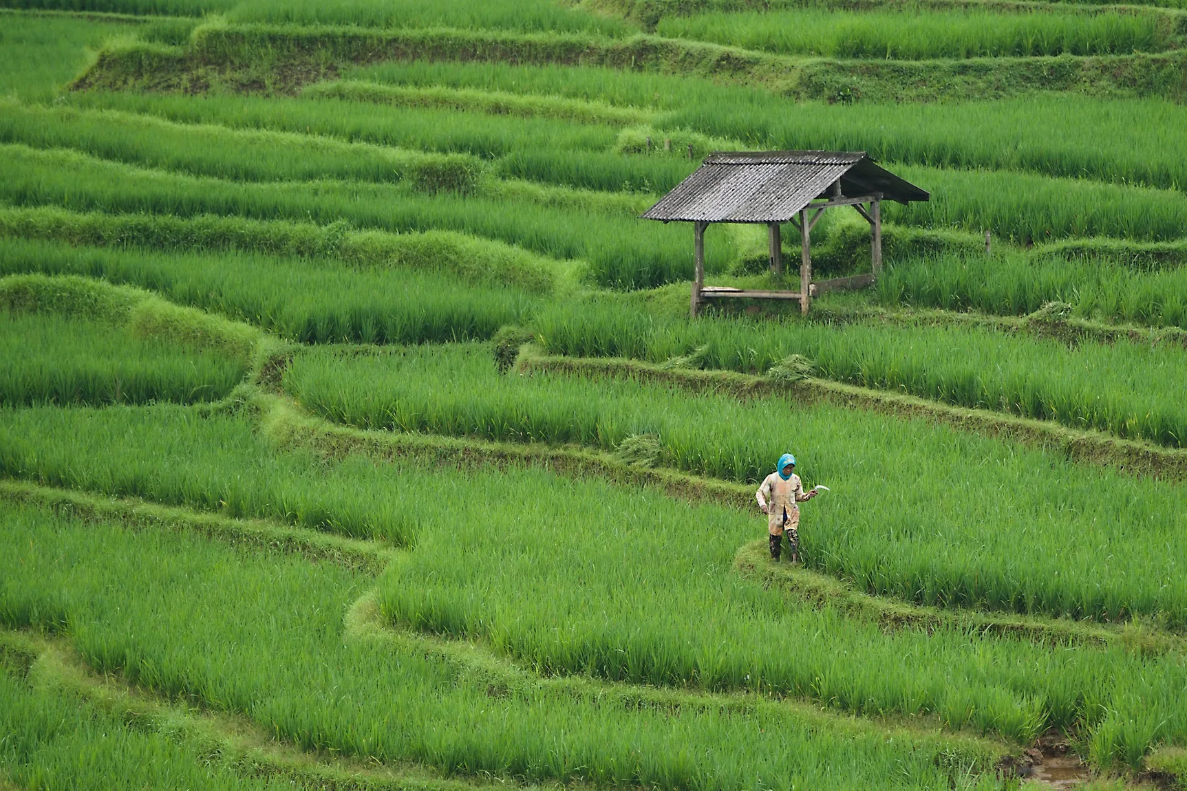 Agricultural landscape